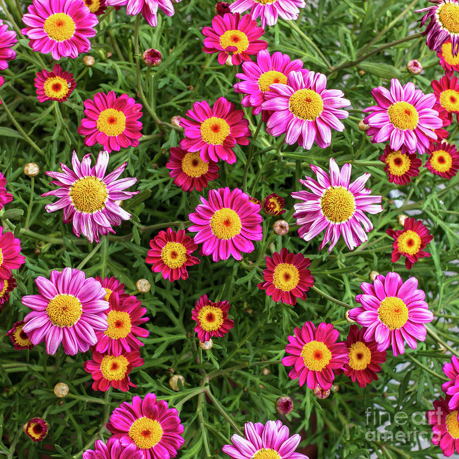 Bunch of flowers Photograph by Kyna Studio - Fine Art America