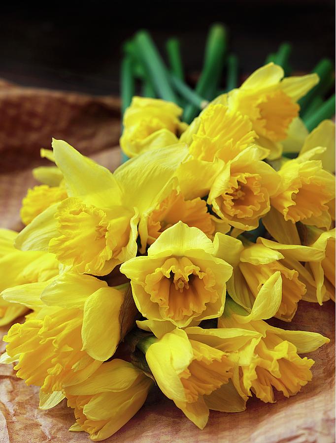 Bunch Of Fresh Daffodils On Brown Paper Photograph by Katharine Pollak