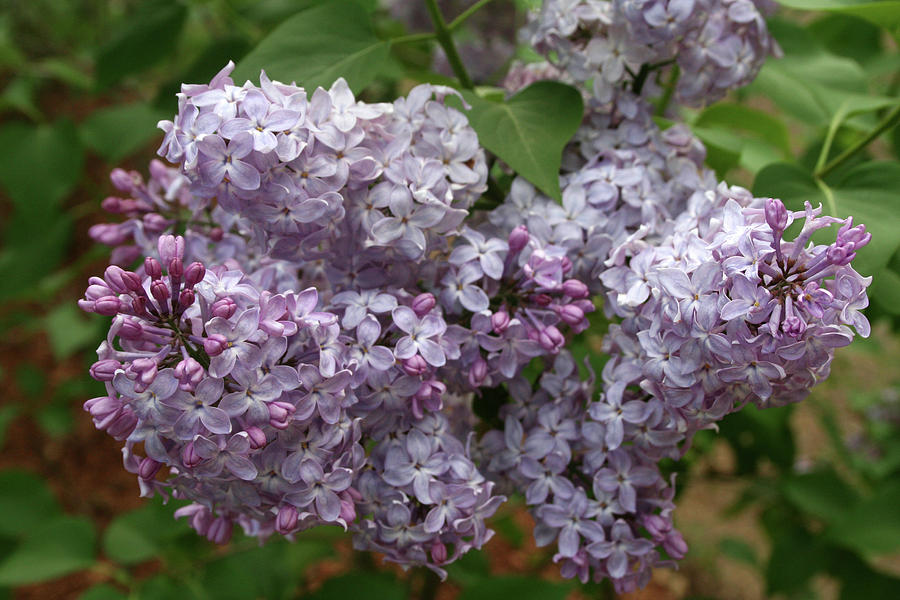 Bunch of Lilacs Photograph by Alysa Southall - Pixels