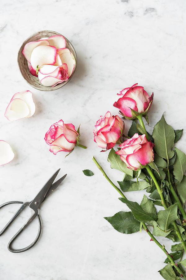 Bunch Of Pink And White Roses, One With A Cut Stem, Rose Petals In A Bowl And Scissors On A White And Grey Marble Surface Photograph by Sarah Coghill