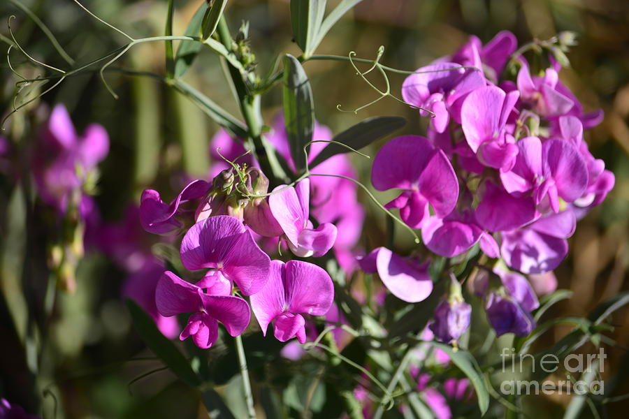 Flower Photograph - Bunch of Pink Sweet Peas in the Sun by Brenda Landdeck