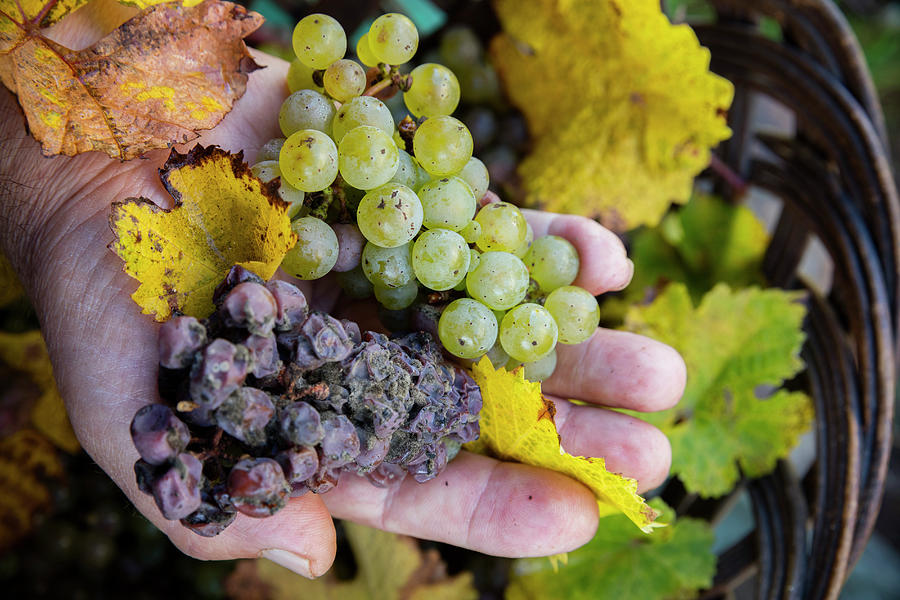 Wine Photograph - Bunch Of Riesling Grapes by Massimo Ripani