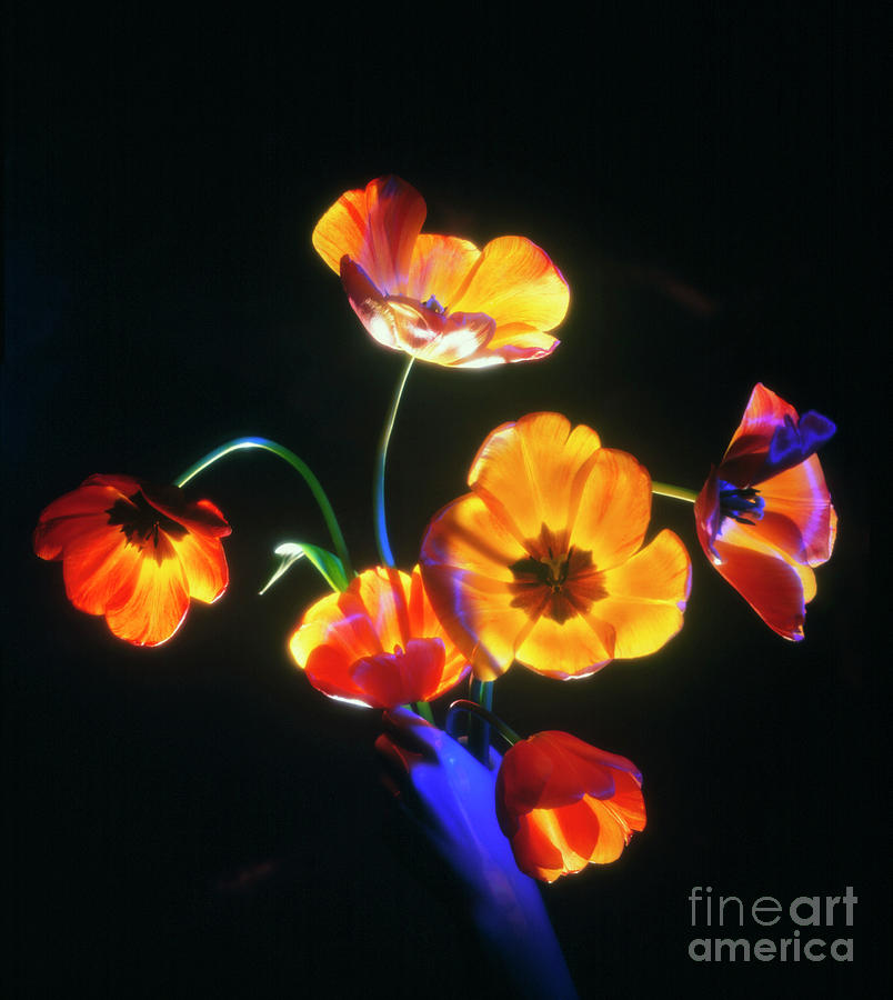 Bunch Of Tulip Flowers Photograph by Phil Jude/science Photo Library