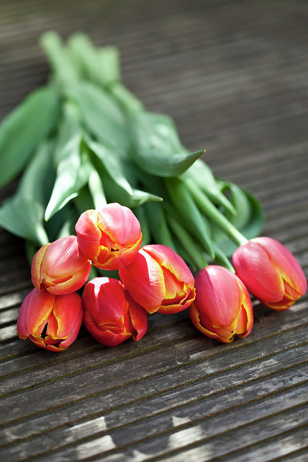 Bunch Of Tulips Tulipa, Elevated View Photograph by Westend61