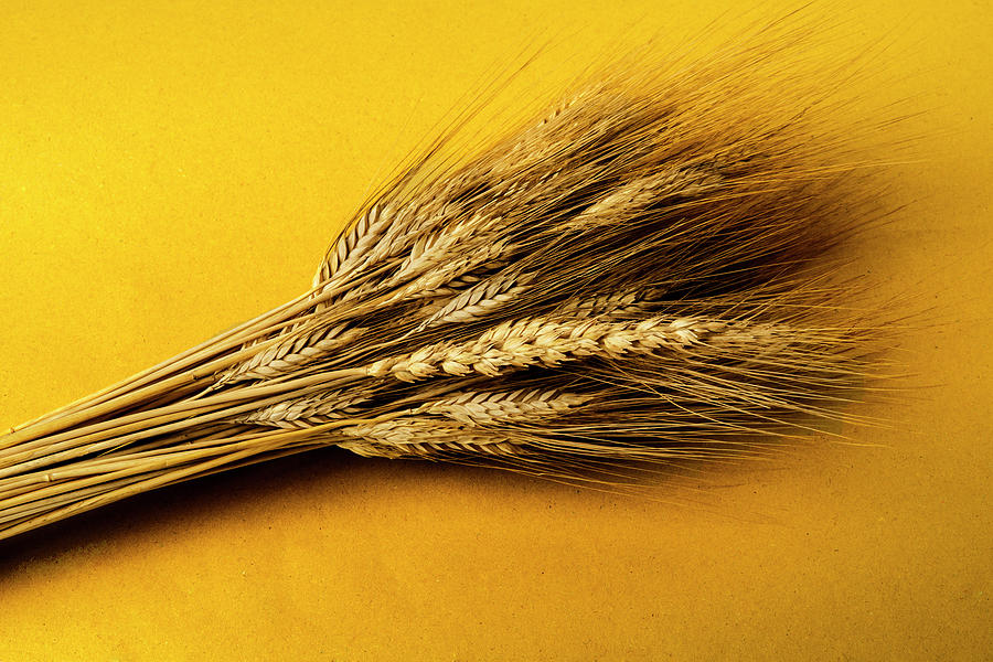 Bunch Of Wheat Isolated On Yellow Photograph by Paolo Negri