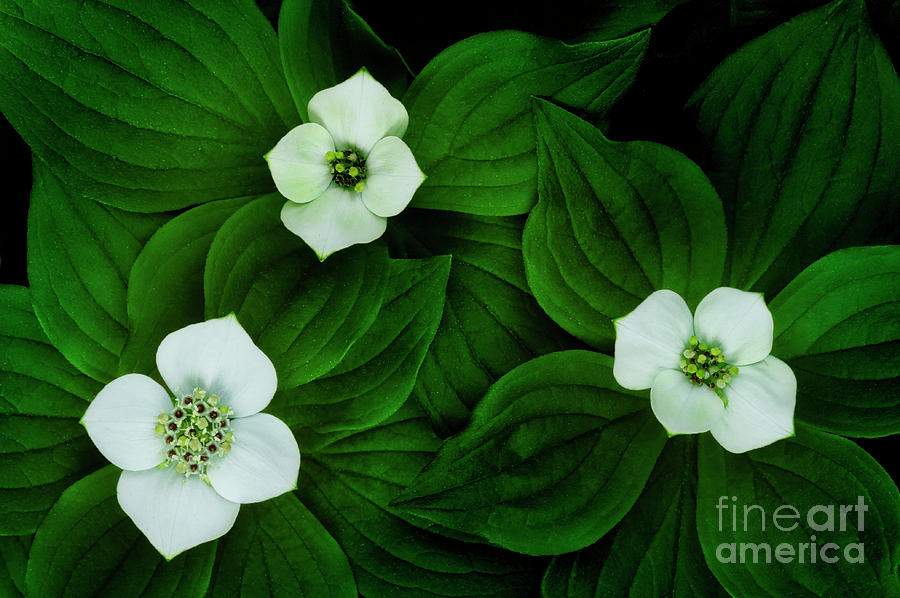 Bunchberry Trio FL9254 Photograph by Mark Graf