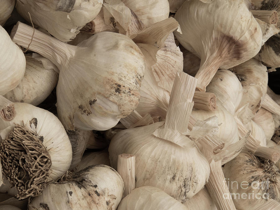 Bunches of Garlic Photograph by Christy Garavetto