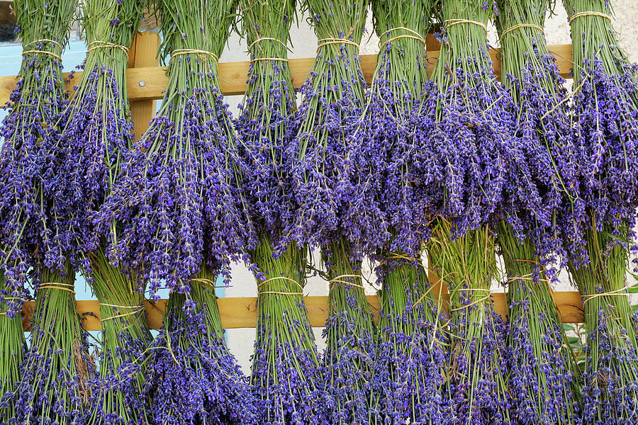 Bunches Of Lavender Hanging On Photograph by Cornelia Doerr
