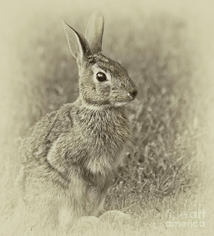 Bunny Art Photograph by Susan Thompson Photography