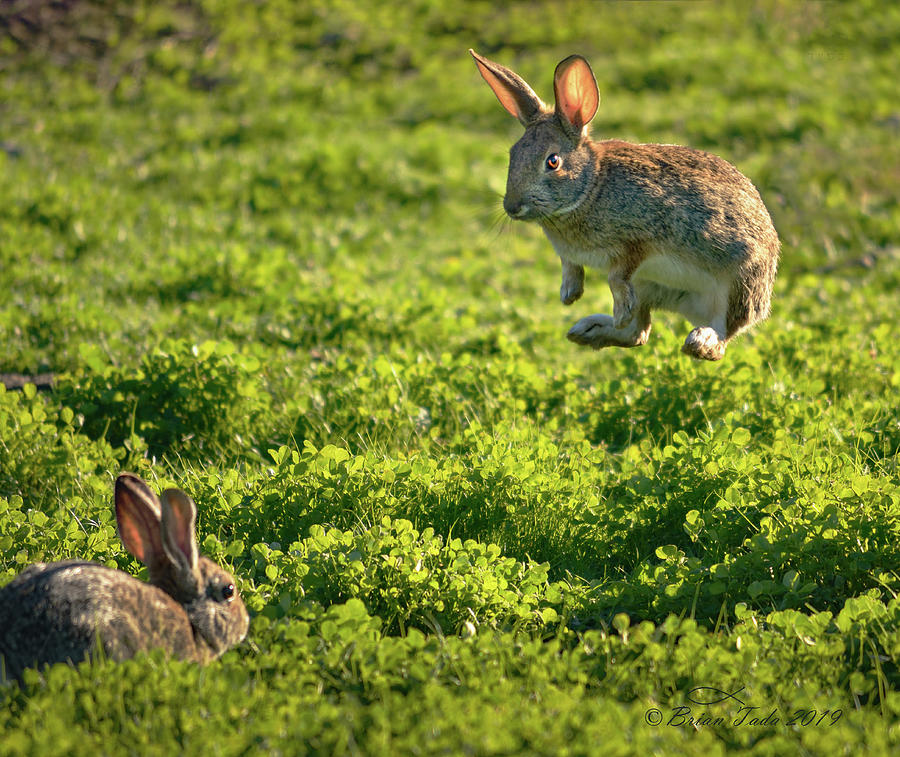 Airborne Bunny by Brian Tada Airborne Bunny by Brian Tada