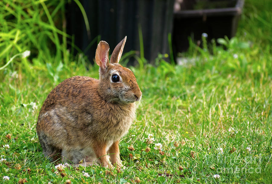 Bunny On A Clover Meadow Photograph