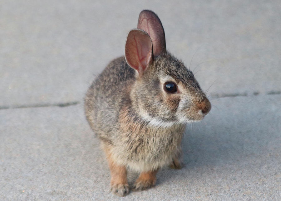 Bunny Rabbit aka Pesky Flower Eater by TJ Fox Bunny Rabbit aka Pesky Flower Eater by TJ Fox