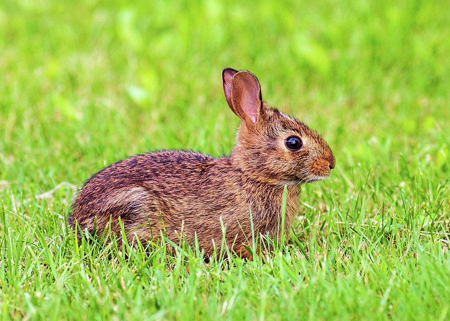 Wildlife Photography - Rabbit Photograph by Amelia Pearn