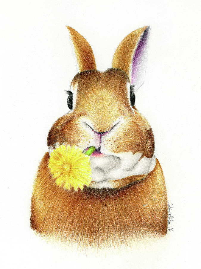  Bunny Drawing by Sabina M