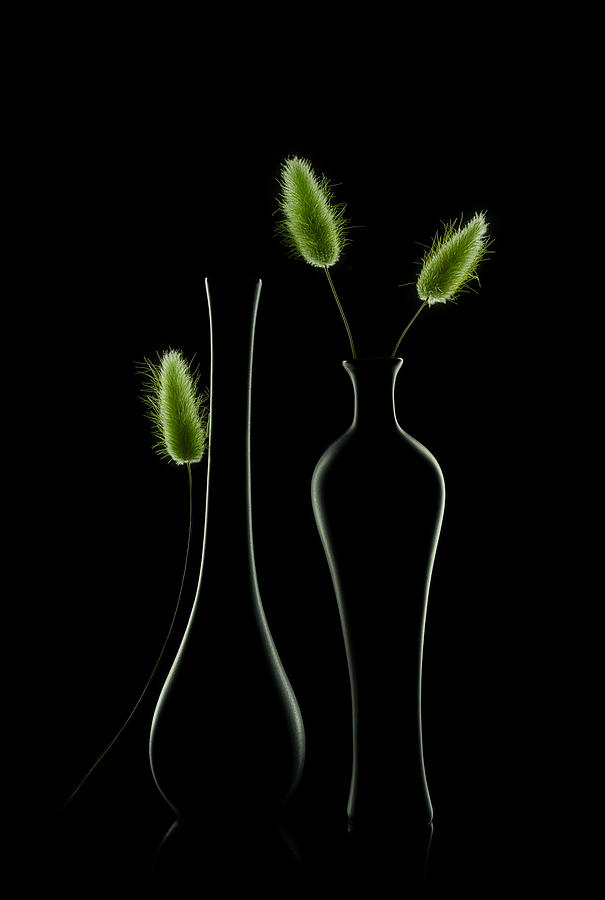 Still Life Photograph - Bunny Tail Grass by Lydia Jacobs
