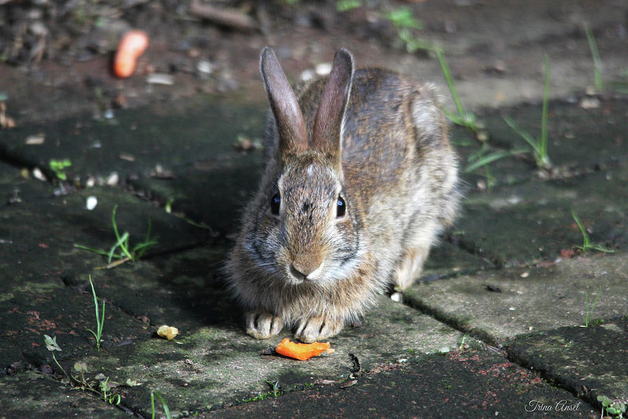 Bunny Wants a Carrot Photograph by Trina Ansel