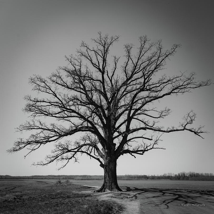 Bur Oak Monochrome Photograph by Al Griffin