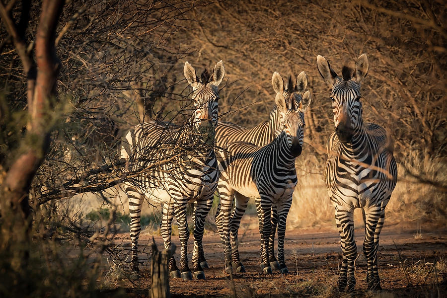 Group of Burchell Zebras Photograph by Claudio Maioli