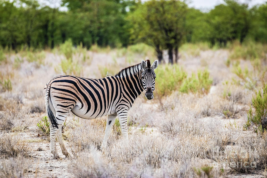 Burchells plain zebra, Namibia Photograph by Lyl Dil Creations