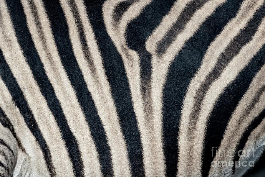 Burchells Zebra Coat Pattern Photograph by Tony Camacho/science Photo Library