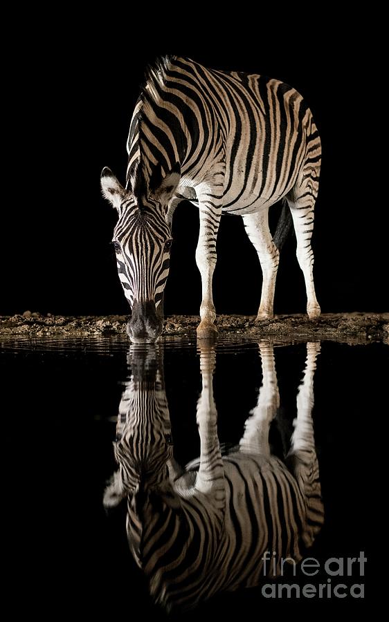 Burchells Zebra Drinking At Night Photograph by Tony Camacho/science Photo Library