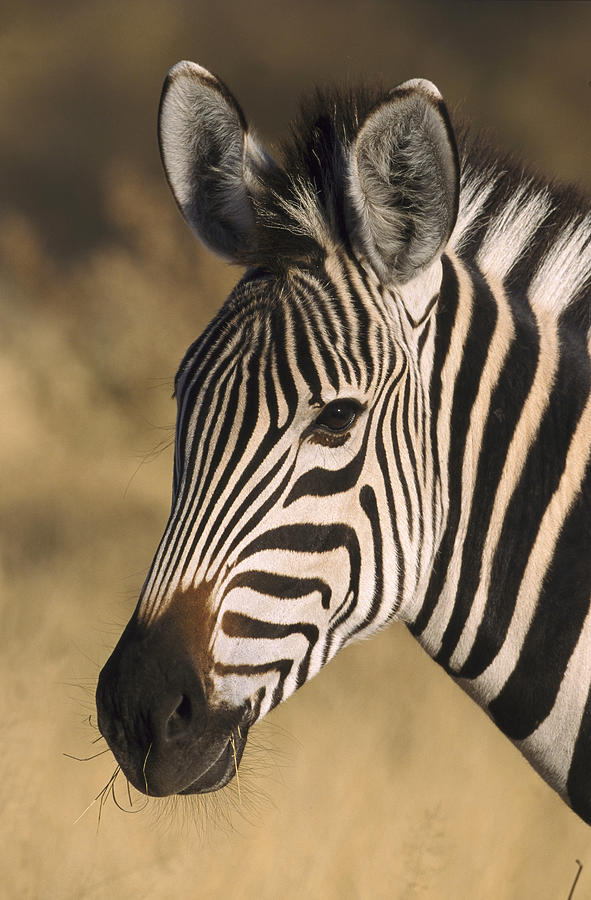 Burchells Zebra, Equus Burchellii Photograph by Mark Hamblin