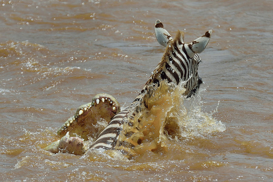 Burchell's Zebra (equus Quagga) In The Jaws Of A Nile Crocodile ...