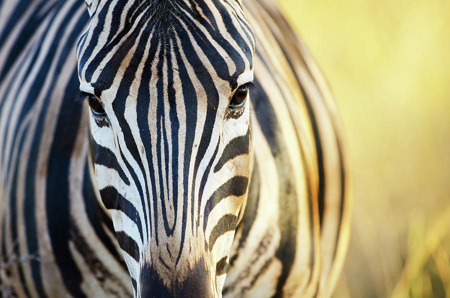 Burchells Zebra Face - South Africa Photograph by Birdimages