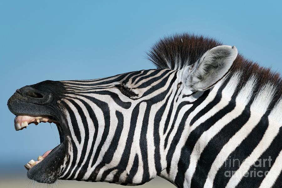 Animal Photograph - Burchells Zebra Facial Expression by Tony Camacho/science Photo Library