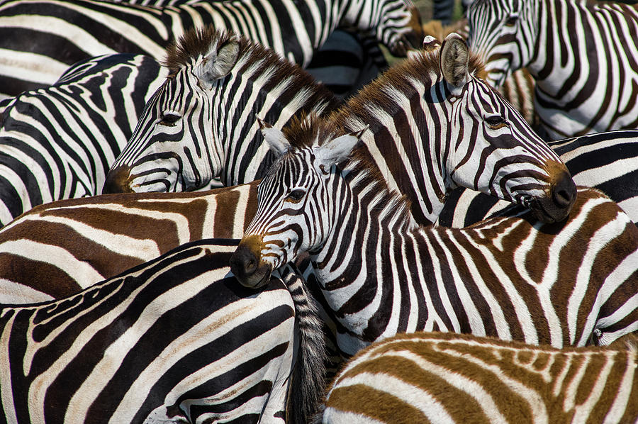 Burchells Zebra Herd Photograph by Jeff Foott
