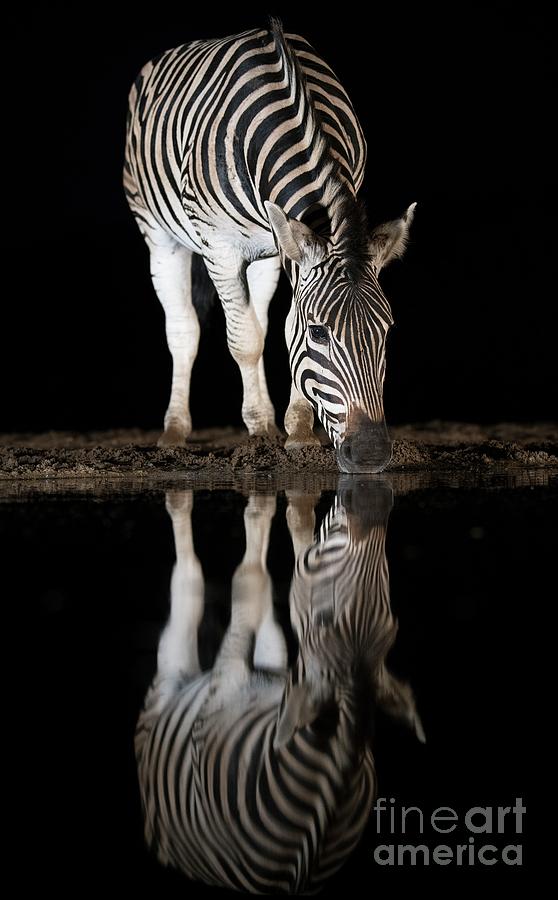 Burchells Zebra Reflection At Night Photograph by Tony Camacho/science Photo Library
