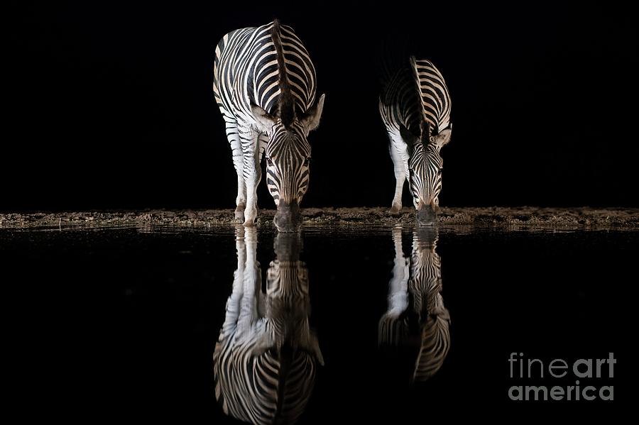 Burchells Zebra Reflections At Night Photograph by Tony Camacho/science Photo Library