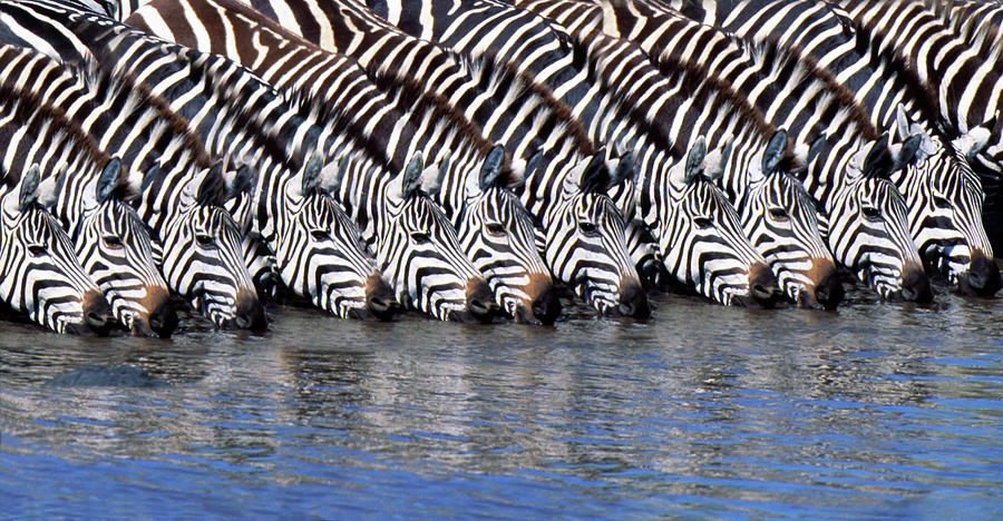 Burchells Zebras Drinking From A River Photograph by Mike Hill