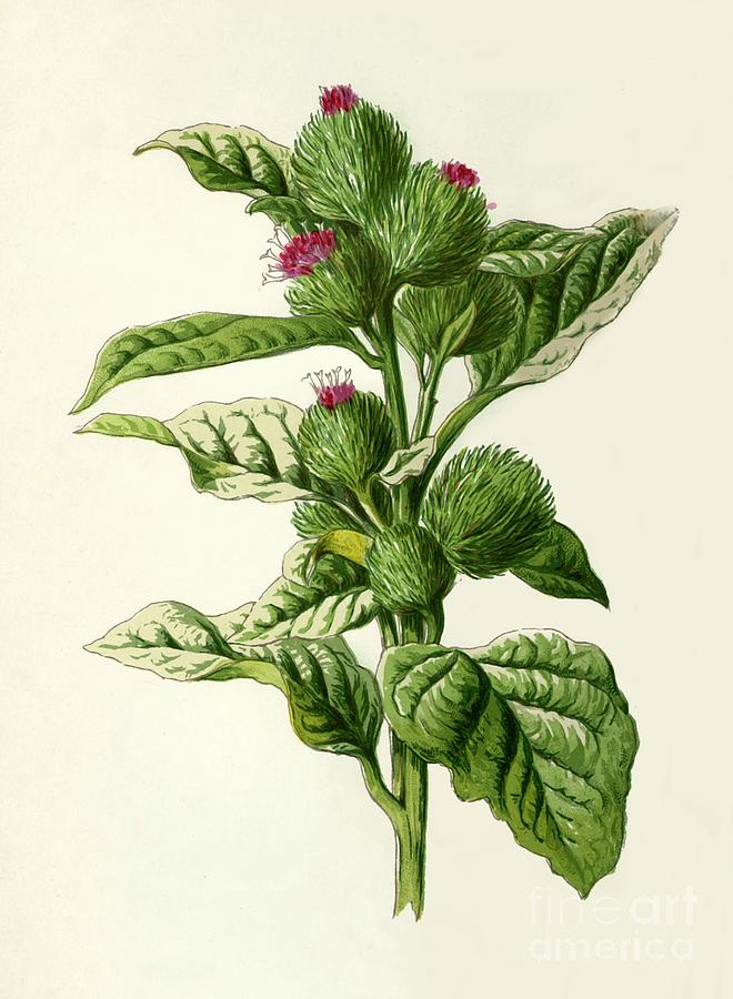 Burdock Drawing by Print Collector