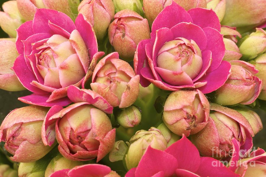 Beauty Photograph - Burgeoning Little Wonderful Pink by Caglayan Unal Sumer Beauty Photograph - Burgeoning Little Wonderful Pink by Caglayan Unal Sumer