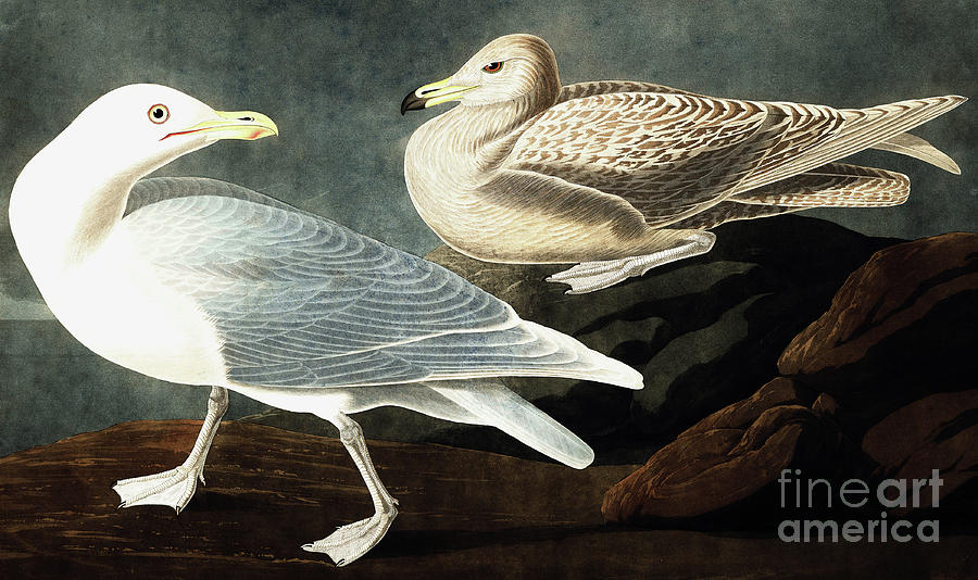 Burgomaster Gull, Larus Glaucus by Audubon Painting by John James Audubon
