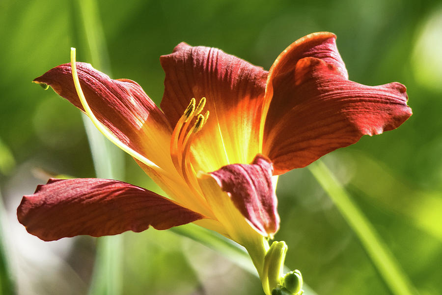 Burgundy and Yellow Daylily Photograph by Mary Ann Artz