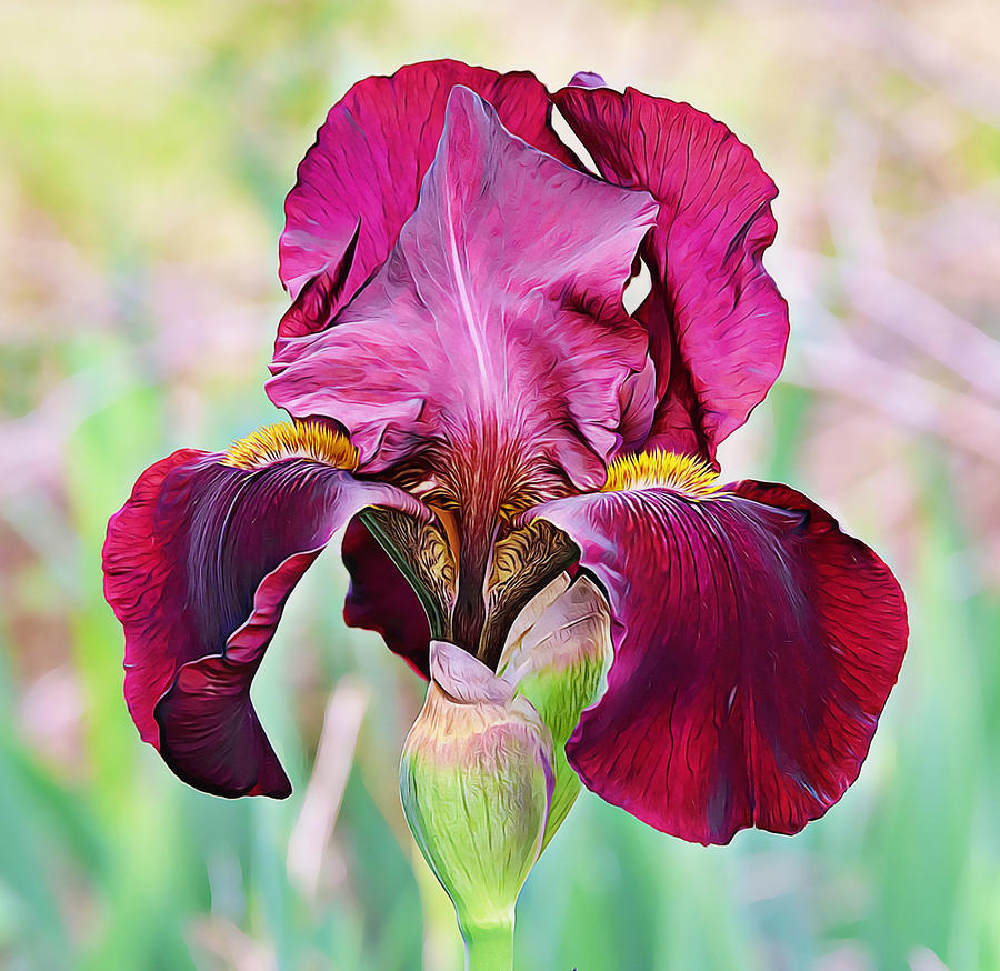 Burgundy Raptor Red Iris Photograph by Gaby Ethington