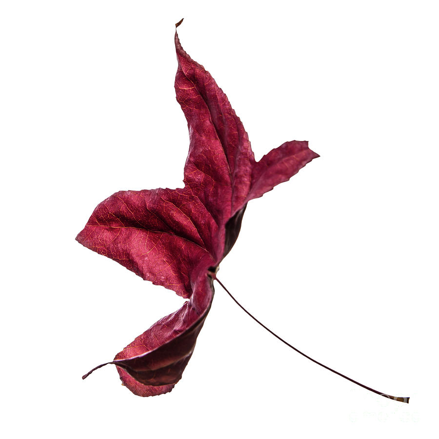 Burgundy red wilted maple leaf dances in autumn winds. Number 1. Photograph by Ulrich Wende