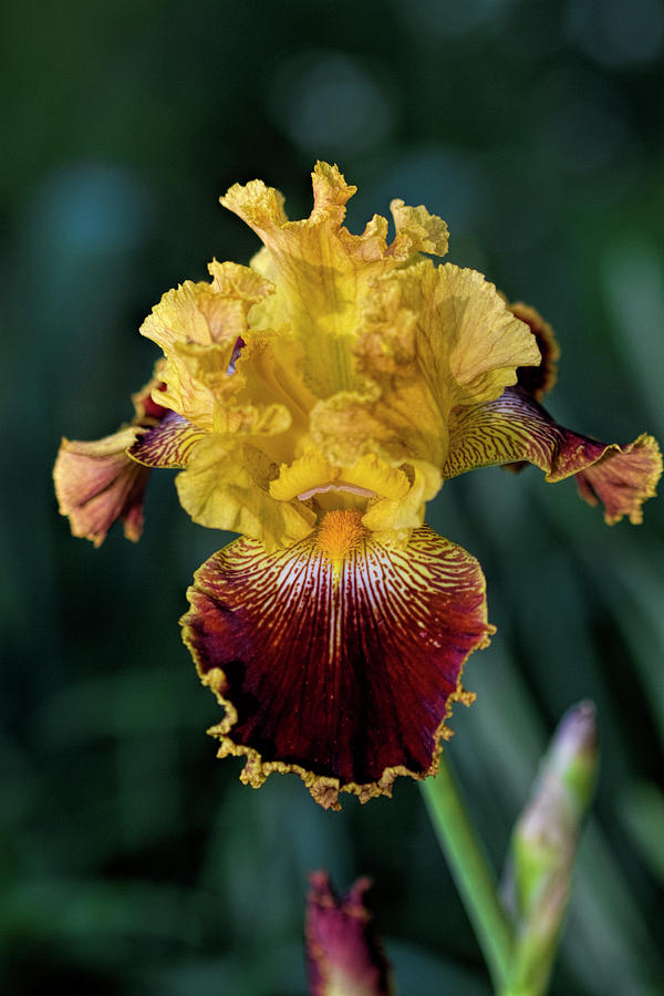 Burgundy Wine and Gold Iris Perfection Photograph by Kathy Clark