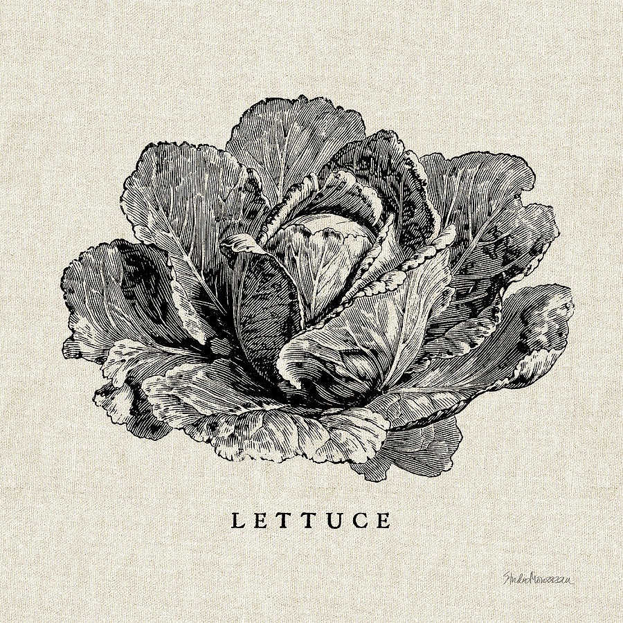Lettuce Painting - Burlap Vegetable Bw Sketch Lettuce by Studio Mousseau