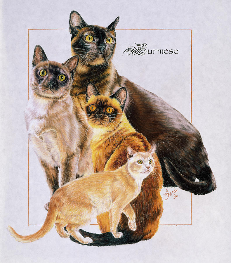 Cat Painting - Burmese by Barbara Keith