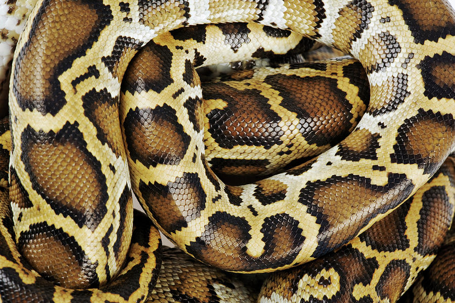 Burmese Python, Close Up, Overhead Photograph by Martin Harvey Burmese Python, Close Up, Overhead Photograph by Martin Harvey