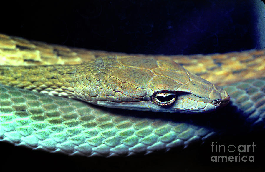 Burmese Vine Snake, Ahaetulla fronticincta Photograph by Wernher Krutein