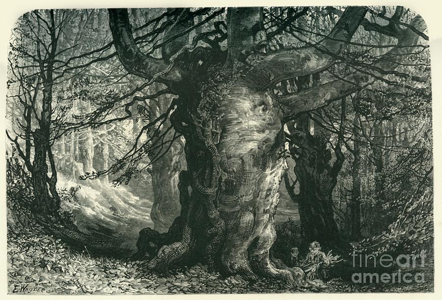 Burnham Beeches Drawing by Print Collector