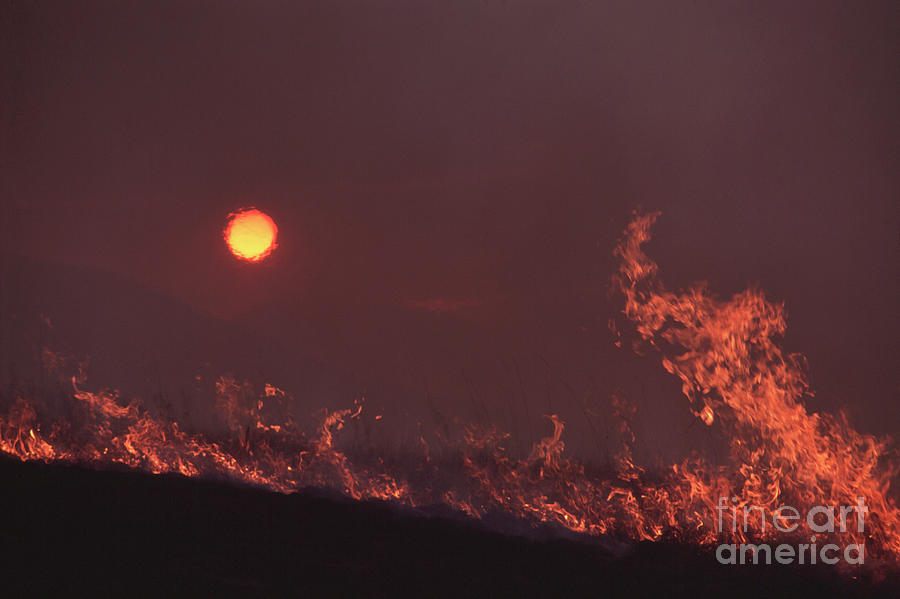 Burning Grassland At Sunset Photograph by Peter Chadwick/science Photo Library