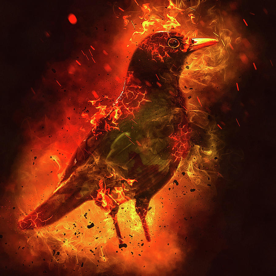 Burning Raven Digital Art by Matthias Hauser