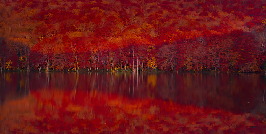 Burning Red Leaves Photograph by Liang Chen