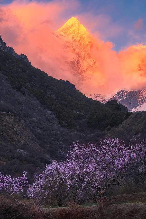 Burning Snow Mountain And Blooming Peach Blossoms Photograph by Xiawenbin