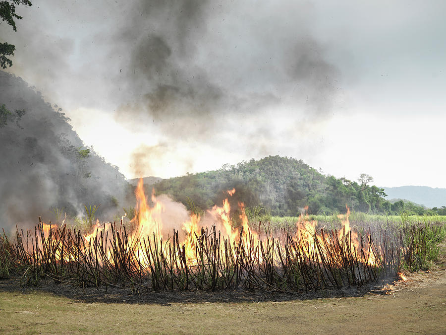 Burning Sugarcane Before Harvest On Sugarcane Plantation, Jamaica ...